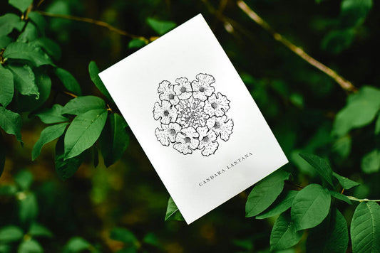 The Beauty by the Road: A Note on the Candara Lantana