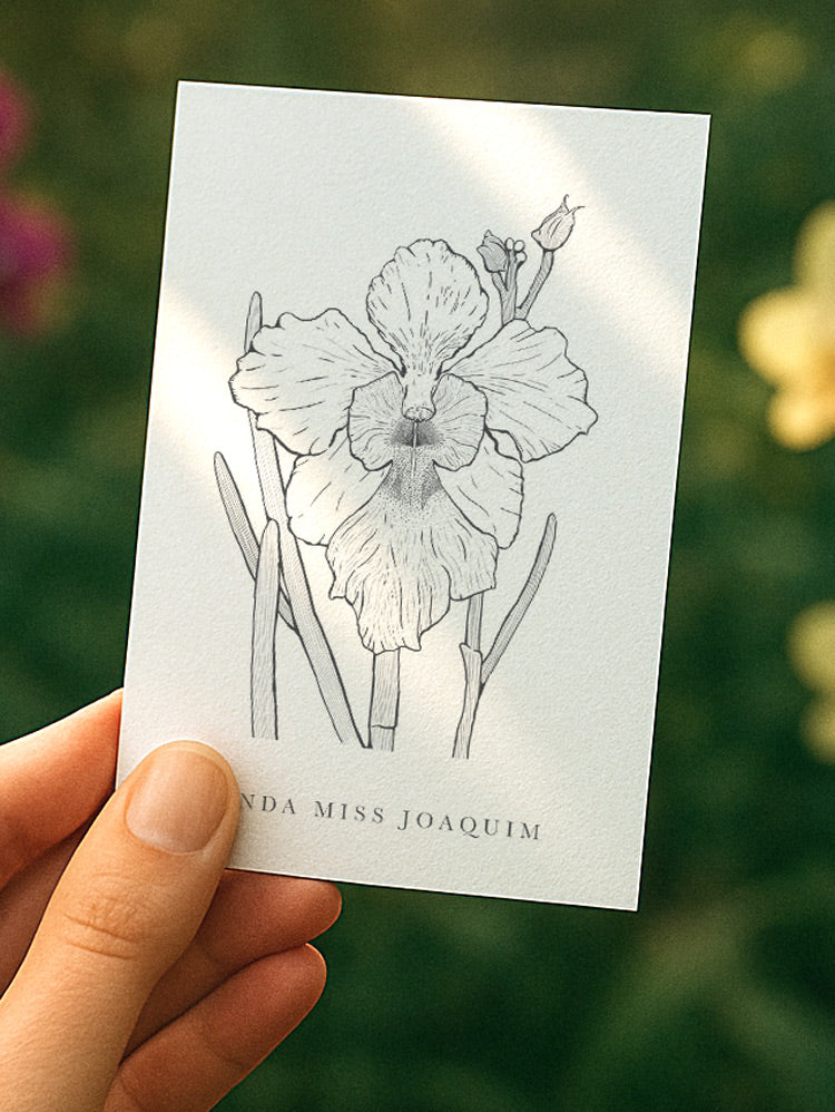 Vanda Miss Joaquim (A7 card)