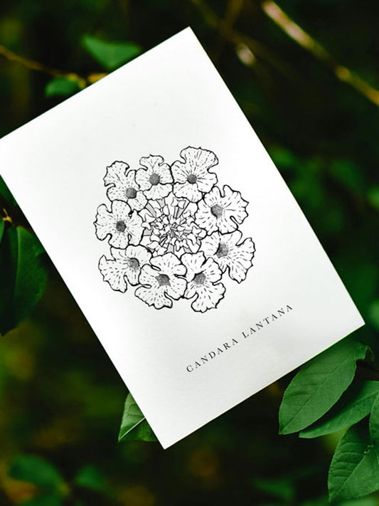 Candara Lantana (A7 card)